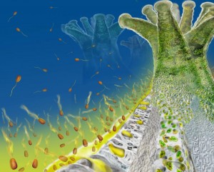 coral microbial ecology