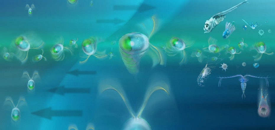 Thin Phytoplankton Layers (credit: Glynn Gorick, William Durham and Roman Stocker; Stocker Lab) 