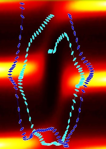 Bacteria in flow