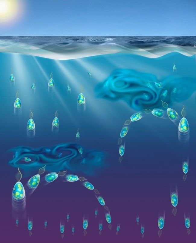 Our paper on stress signaling by phytoplankton in turbulence published in PNAS
