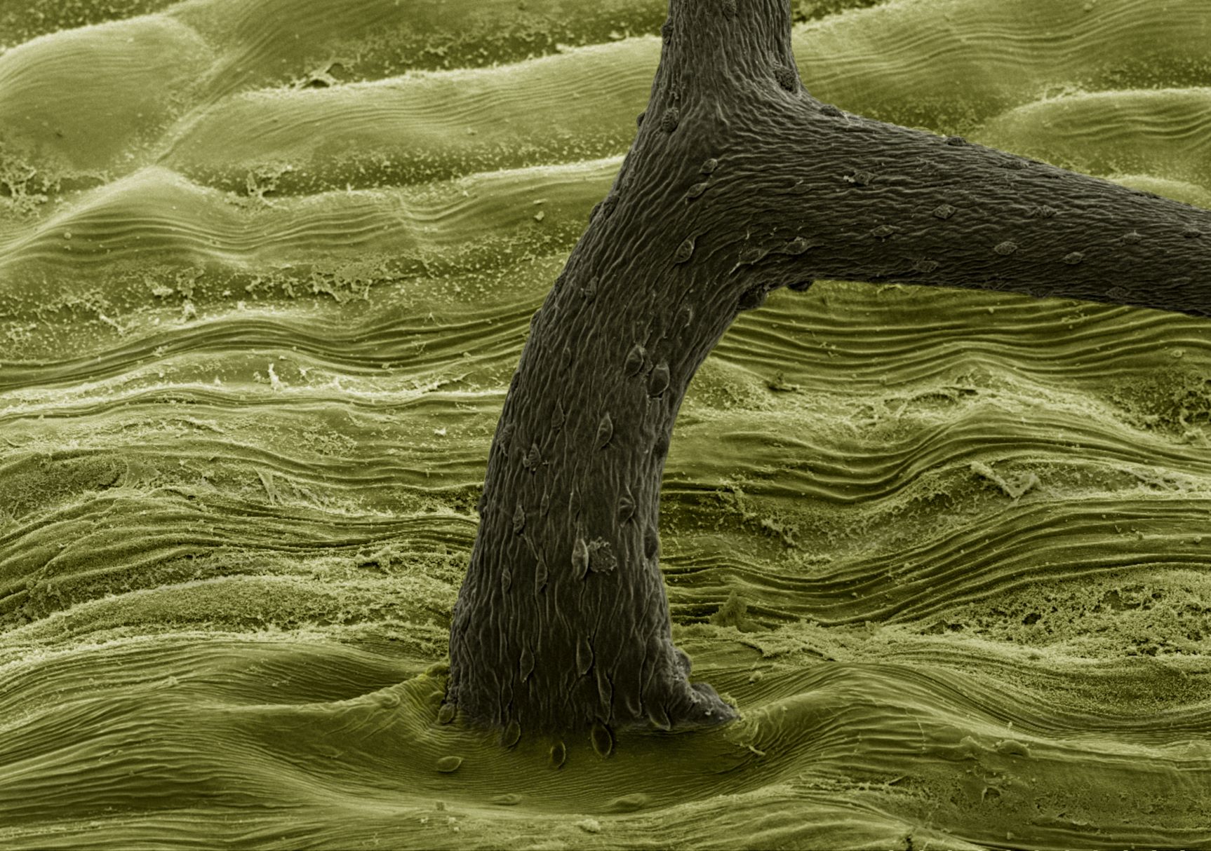 SNF scientific imaging prize for Stefano’s leafscape